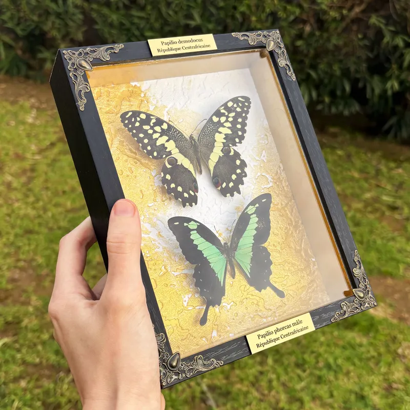 Duo de véritables papillons Papilio demodocus et Papilio phorcas encadrés — 3