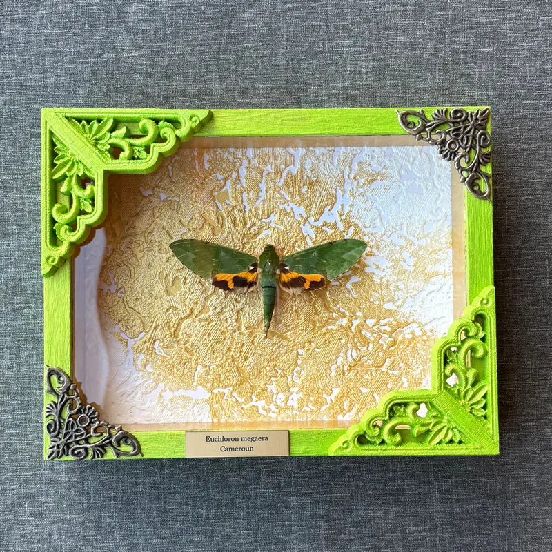 Véritable papillon sphynx Euchloron megaera encadré — 3