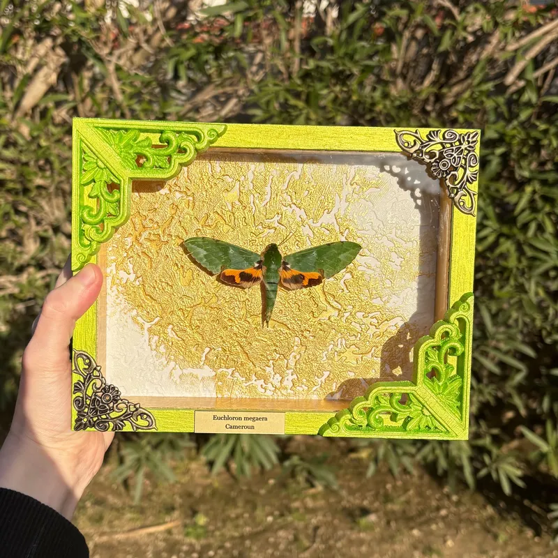 Véritable papillon sphynx Euchloron megaera encadré, handmade gothic home decor