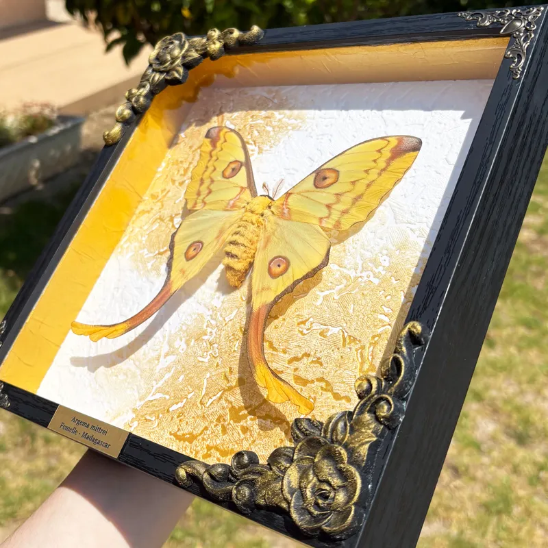 Véritable papillon Argema mittrei encadré — 2