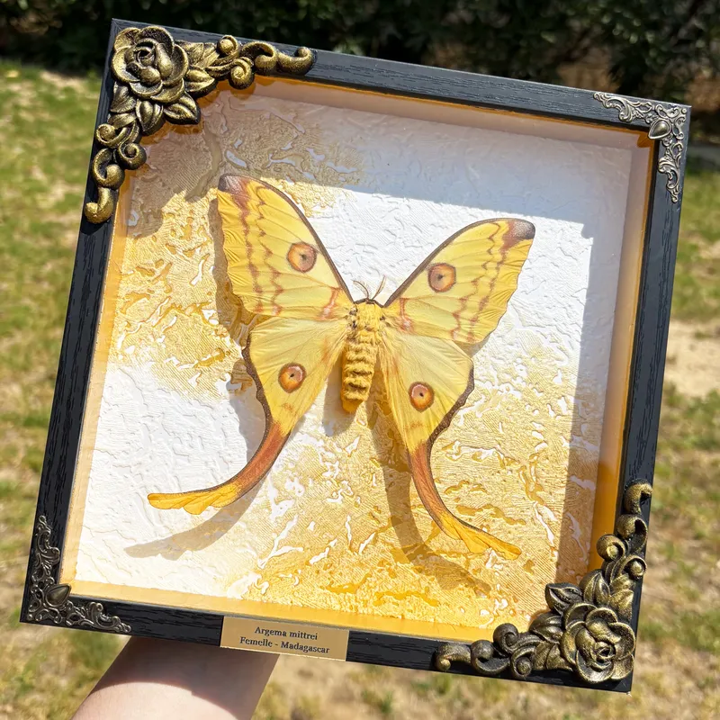 Véritable papillon Argema mittrei encadré