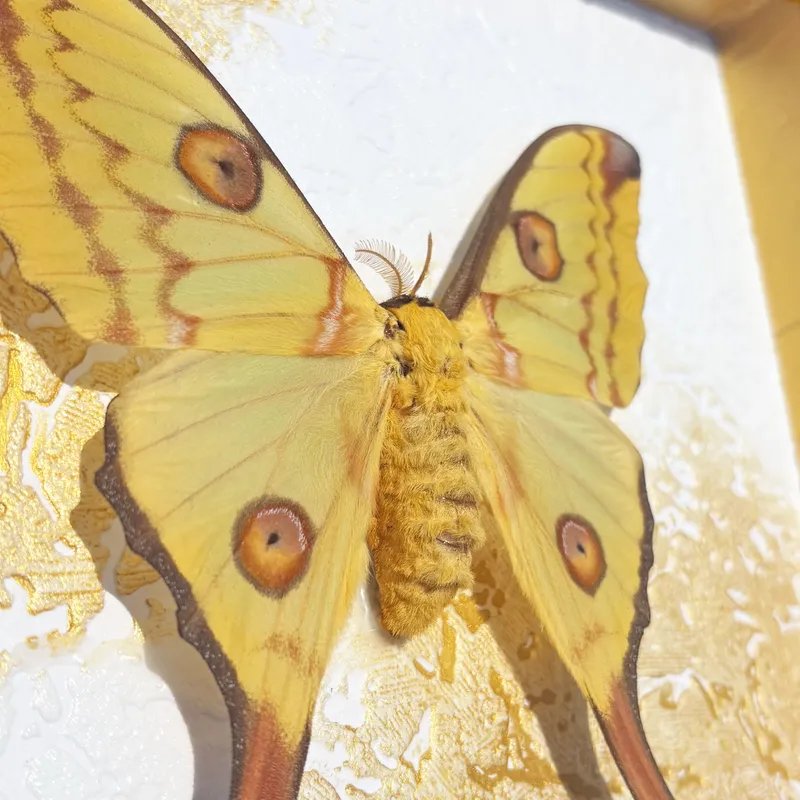 Véritable papillon Argema mittrei encadré — 3
