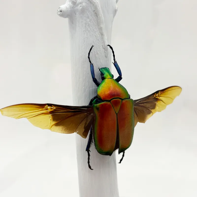 Véritable Torynorrhina flammea  sous cloche — 3