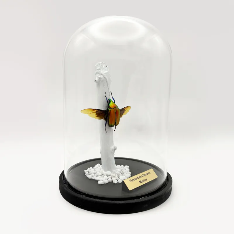Véritable Torynorrhina flammea  sous cloche — 2