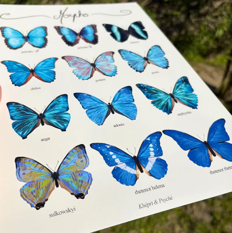Impression Morpho A4 — 3