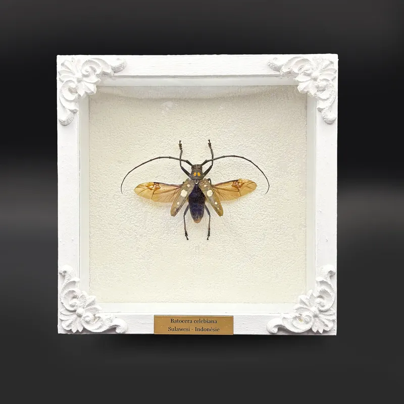 Véritable scarabée Batocera celebiana encadré, handmade gothic home decor