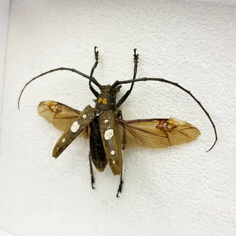Véritable scarabée Batocera celebiana encadré — 3