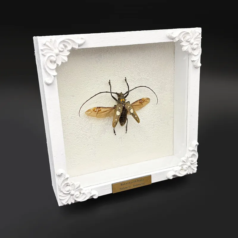 Véritable scarabée Batocera celebiana encadré — 2