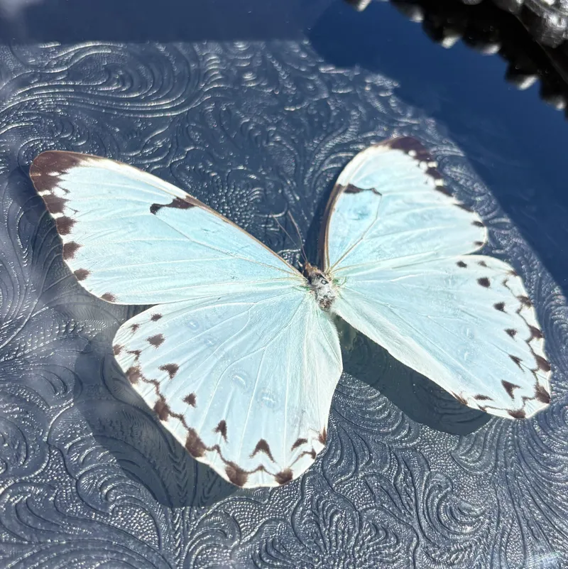 Véritable papillon Morpho catenarius encadré — 3