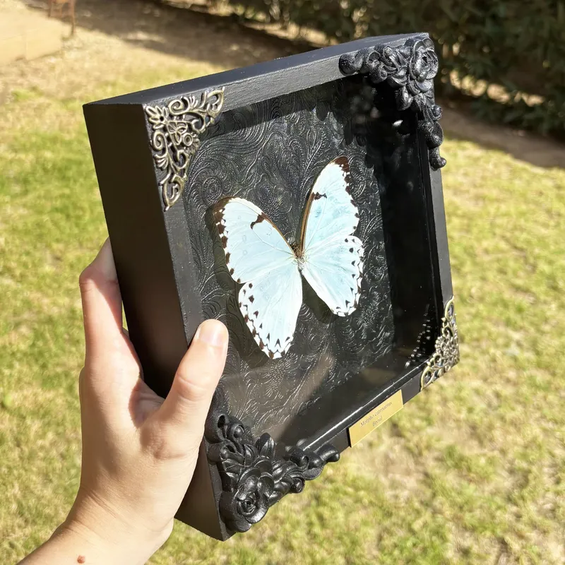 Véritable papillon Morpho catenarius encadré — 2