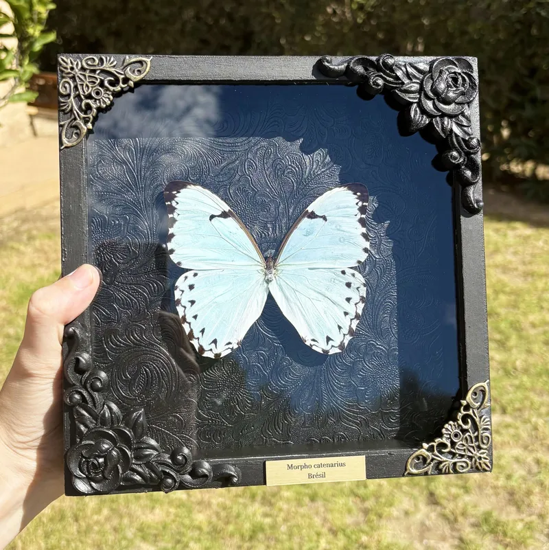 Véritable papillon Morpho catenarius encadré, handmade gothic home decor