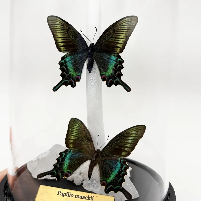 Véritables Papilio maackii sous cloche — 3