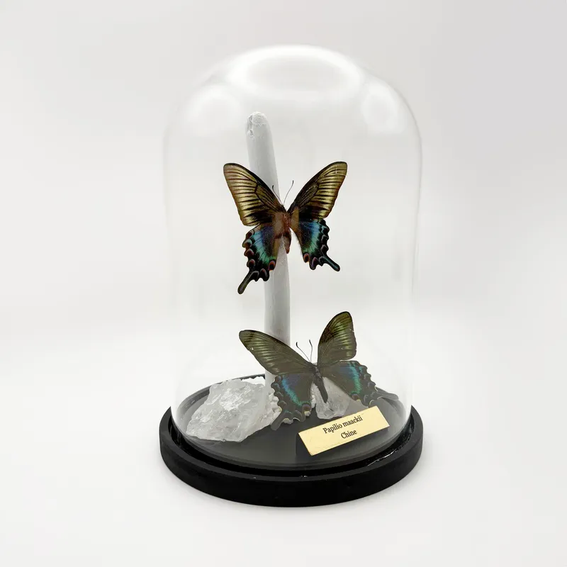 Véritables Papilio maackii sous cloche — 2