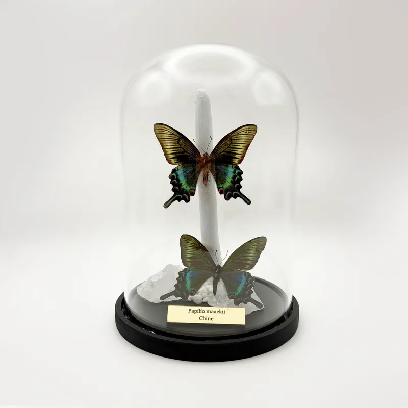 Véritables Papilio maackii sous cloche, handmade gothic home decor