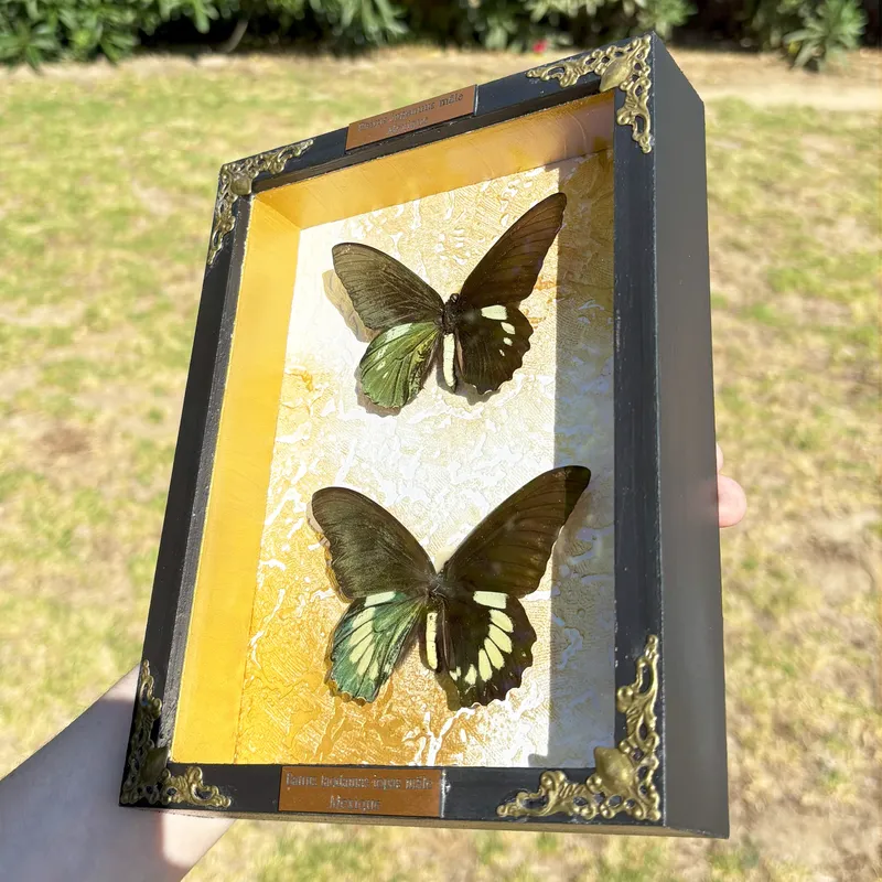 Véritables papillons Battus ingenuus et Battus laodamas iopas encadrés — 3