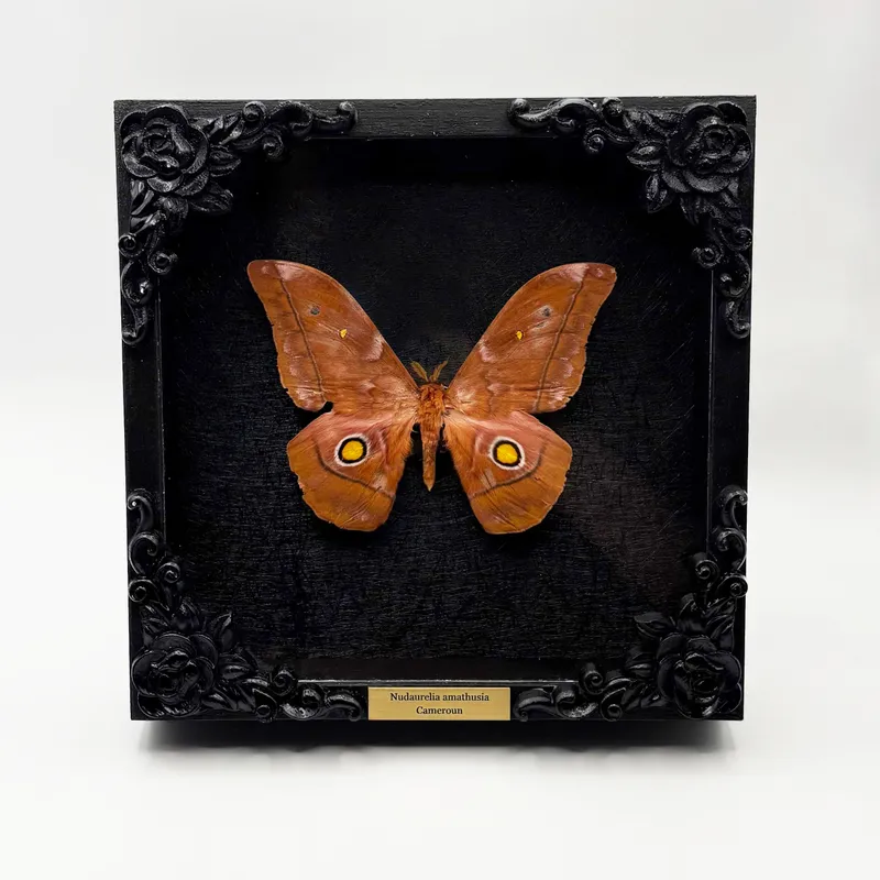 Véritable papillon Nudaurelia amathusia encadré