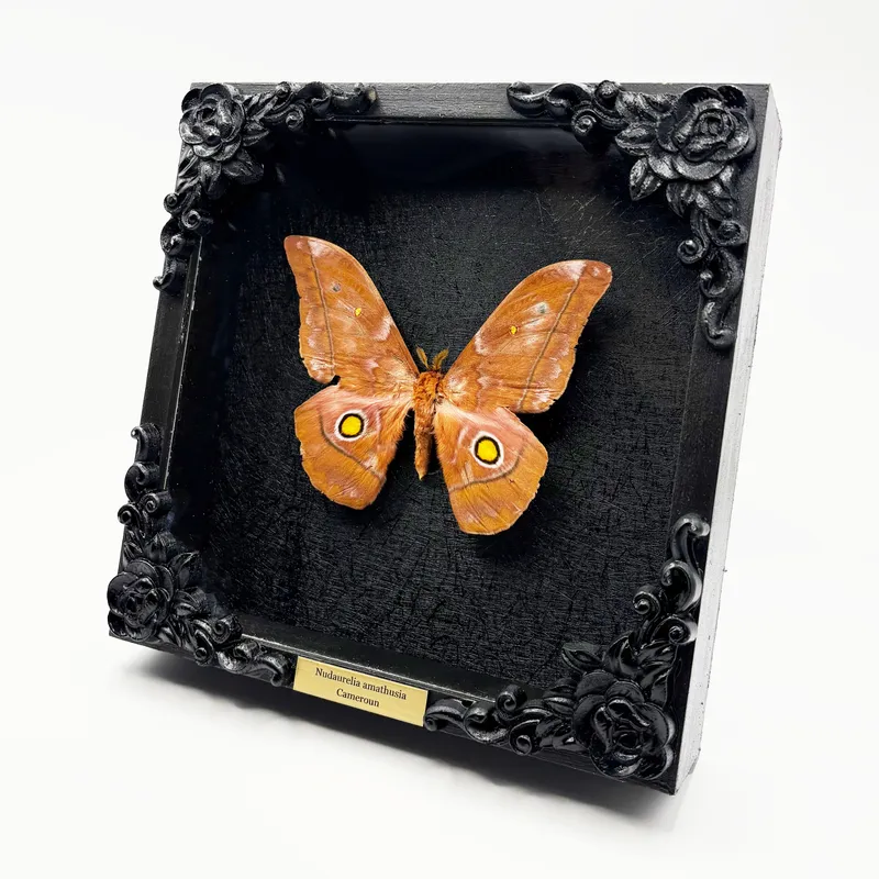 Véritable papillon Nudaurelia amathusia encadré — 2