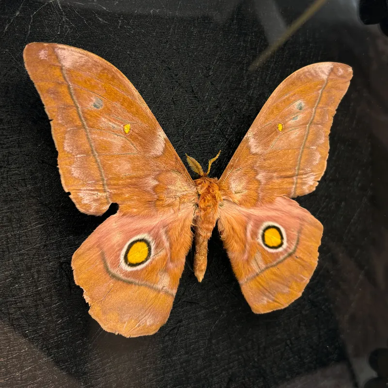 Véritable papillon Nudaurelia amathusia encadré — 3