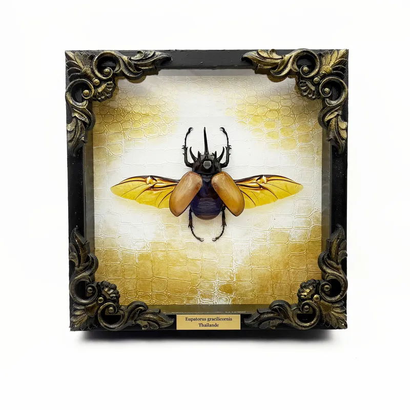 Véritable scarabée Eupatorus gracilicornis encadré, handmade gothic home decor