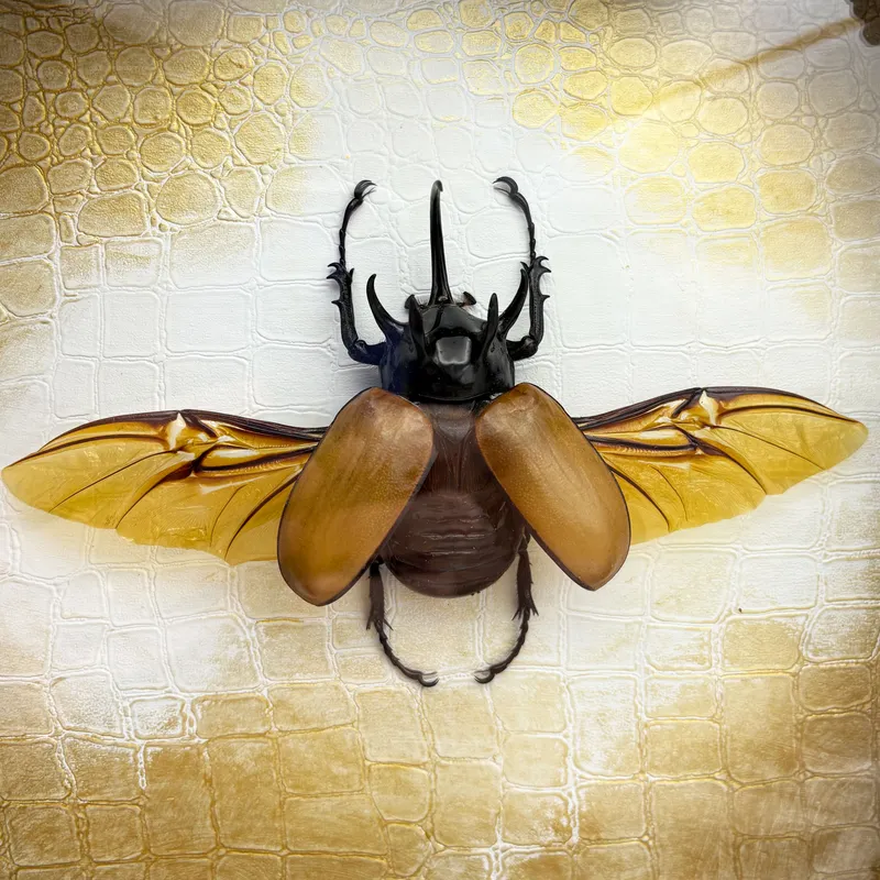 Véritable scarabée Eupatorus gracilicornis encadré — 3