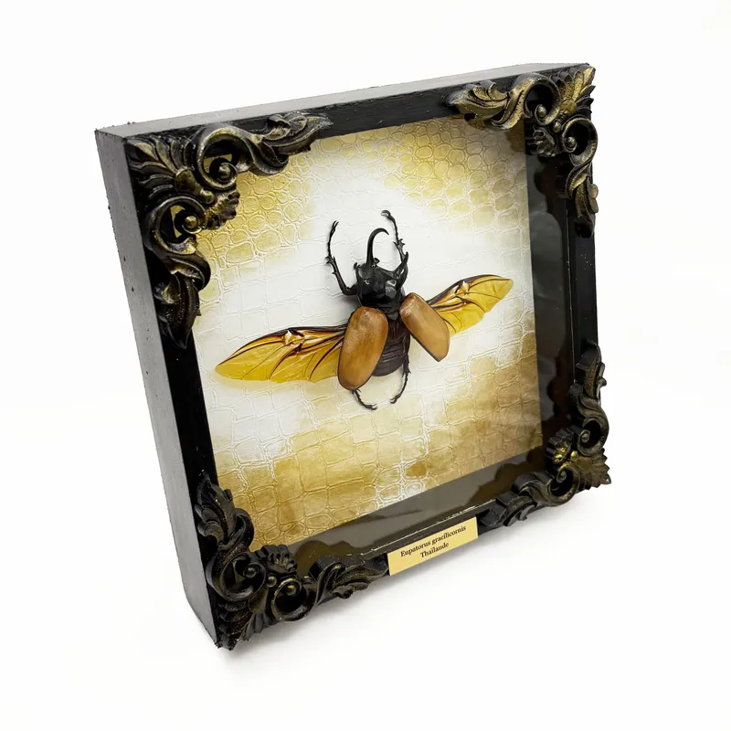 Véritable scarabée Eupatorus gracilicornis encadré — 2