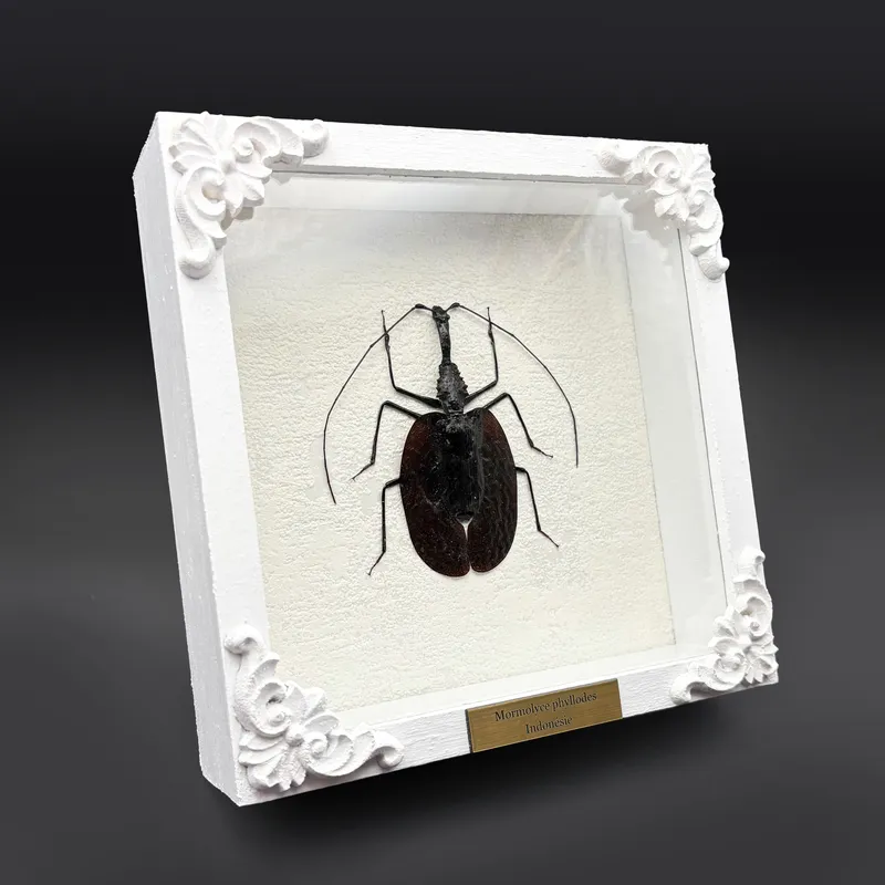 Véritable scarabée violon (Mormolyce phyllodes) encadré — 2