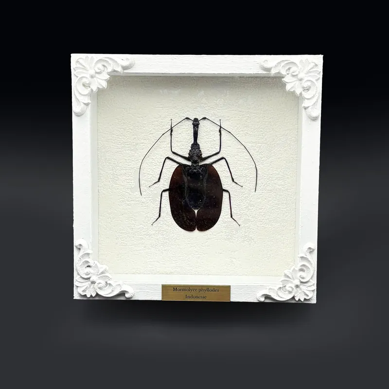 Véritable scarabée violon (Mormolyce phyllodes) encadré
