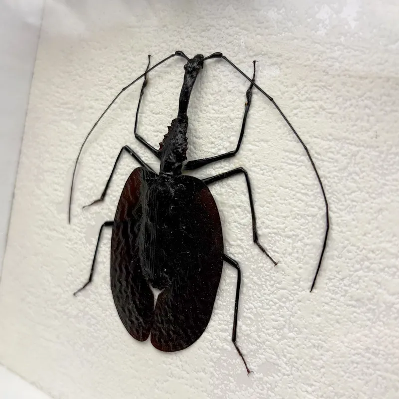 Véritable scarabée violon (Mormolyce phyllodes) encadré — 3