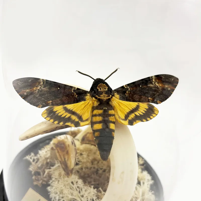 Véritable Sphinx tête de mort (Acherontia atropos) sous cloche — 3