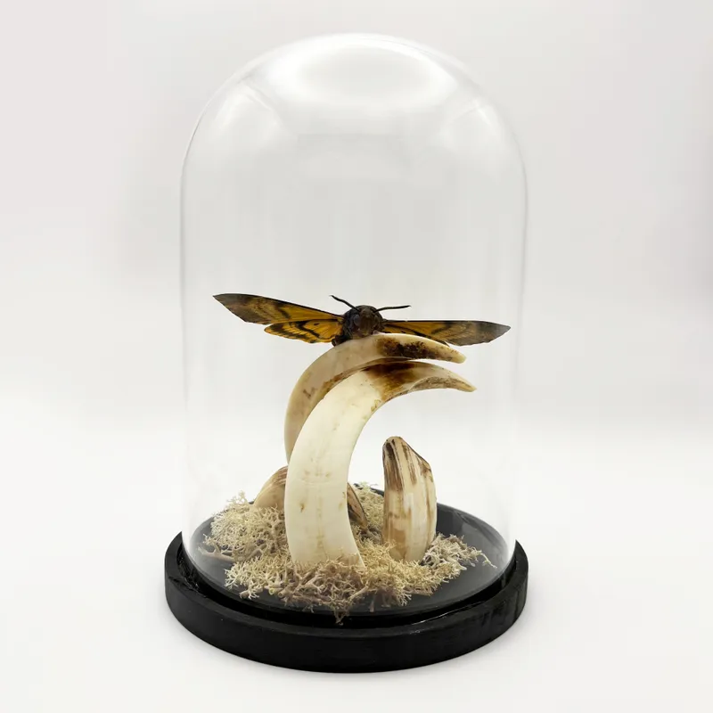 Véritable Sphinx tête de mort (Acherontia atropos) sous cloche — 2