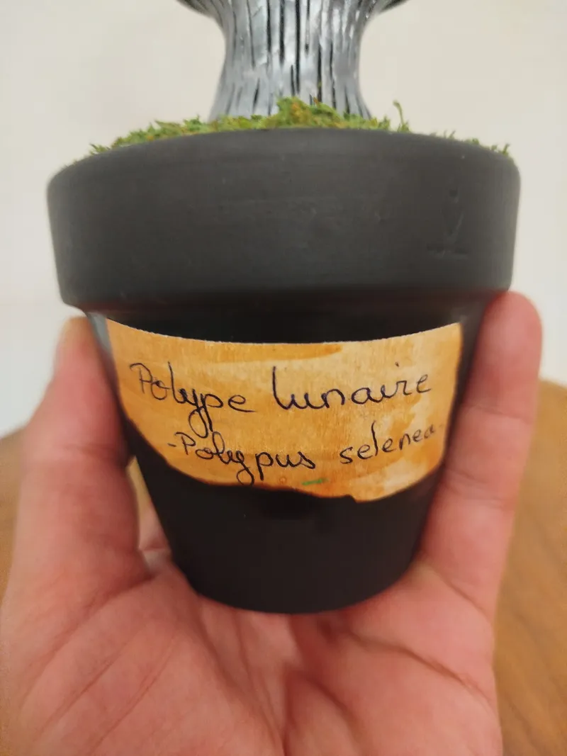 Polype lunaire, original gothic art (2)