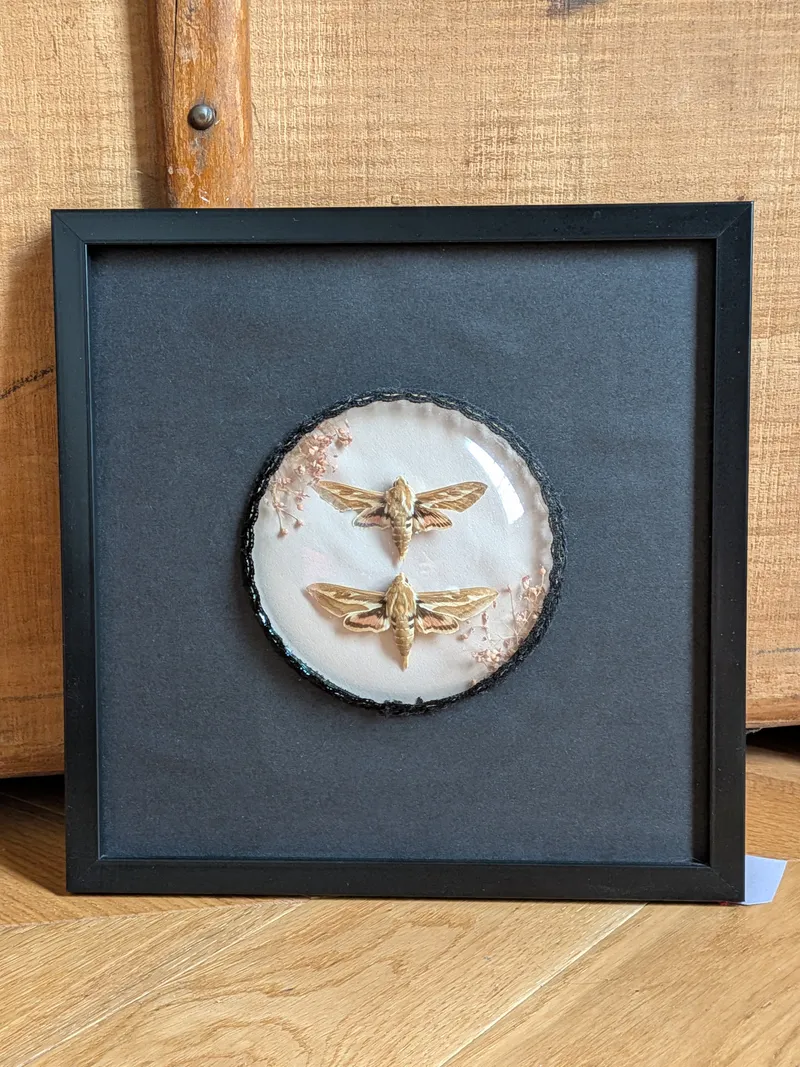 Papillons naturalisés sous cadre - Couple de papillons Phinx, handmade gothic home decor