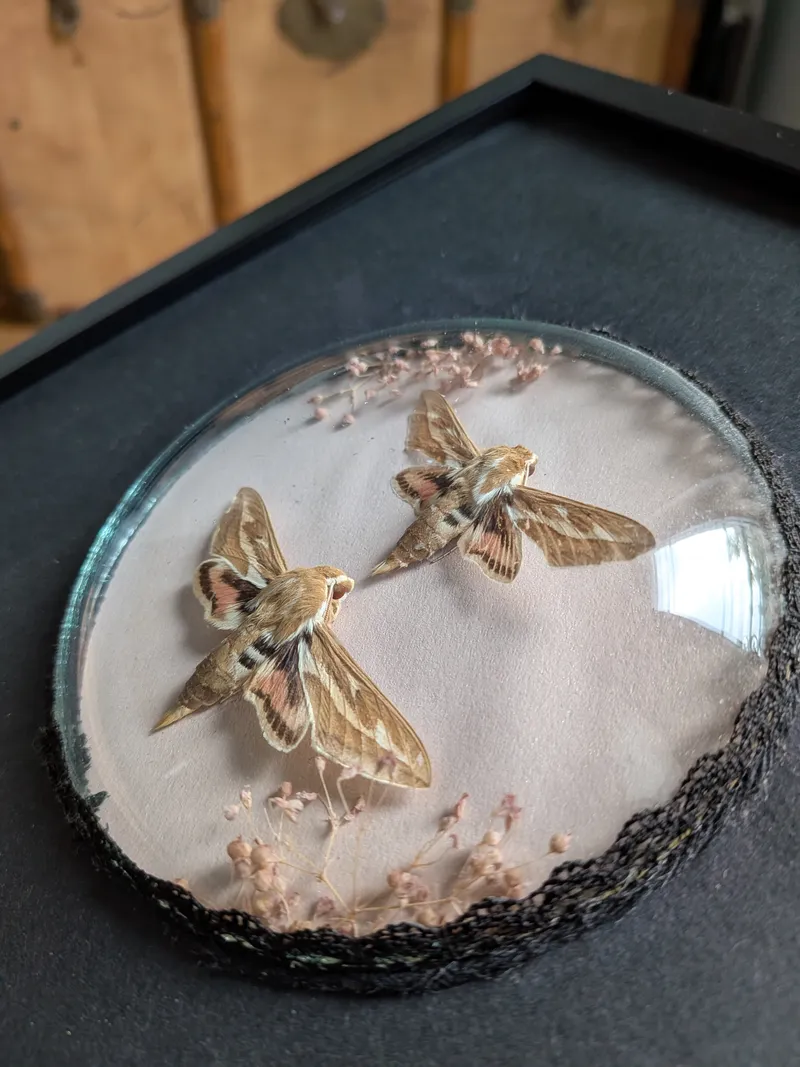 Papillons naturalisés sous cadre - Couple de papillons Phinx, handmade gothic home decor (3)