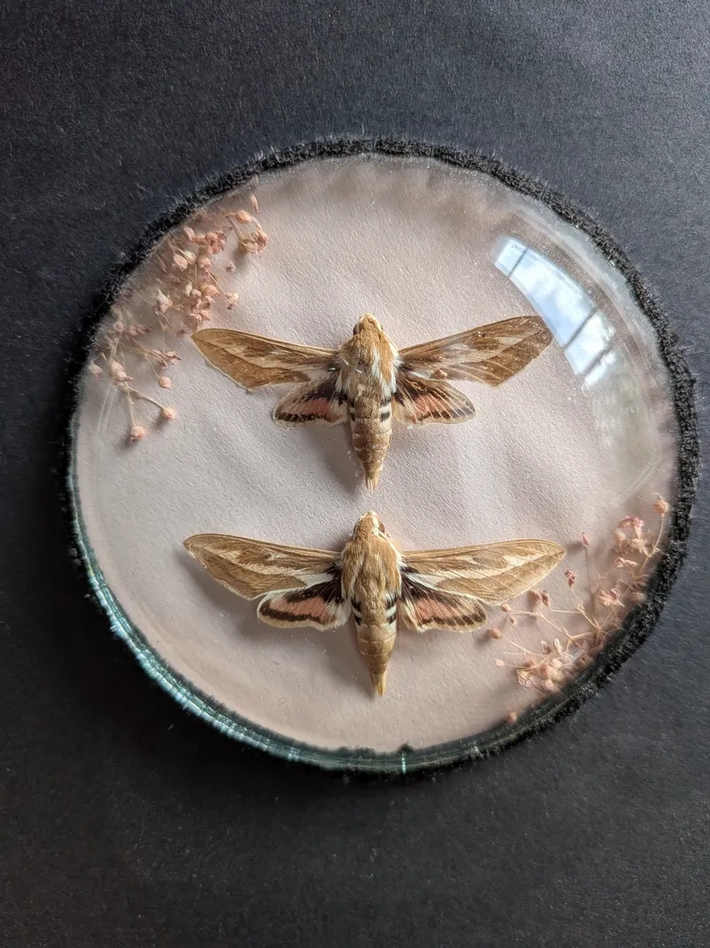 Papillons naturalisés sous cadre - Couple de papillons Phinx, handmade gothic home decor (2)