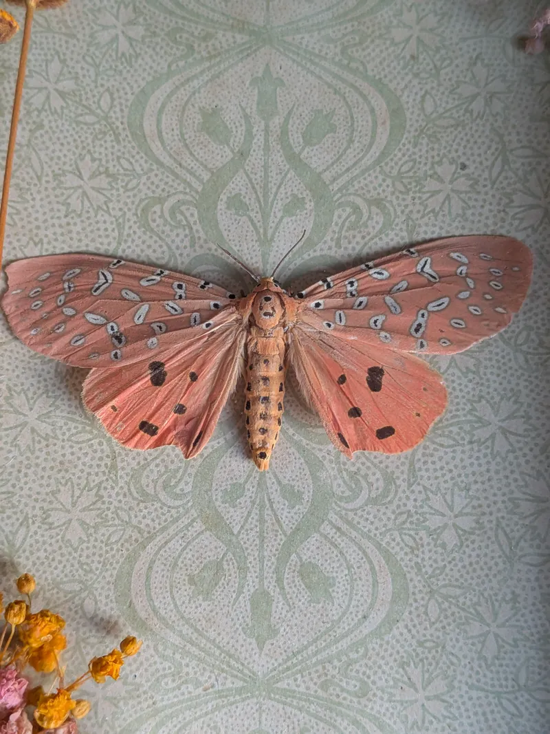 Papillon naturalisé sous cadre - Papillon tigré rose Argina Argus, décoration gothique faite main (3)