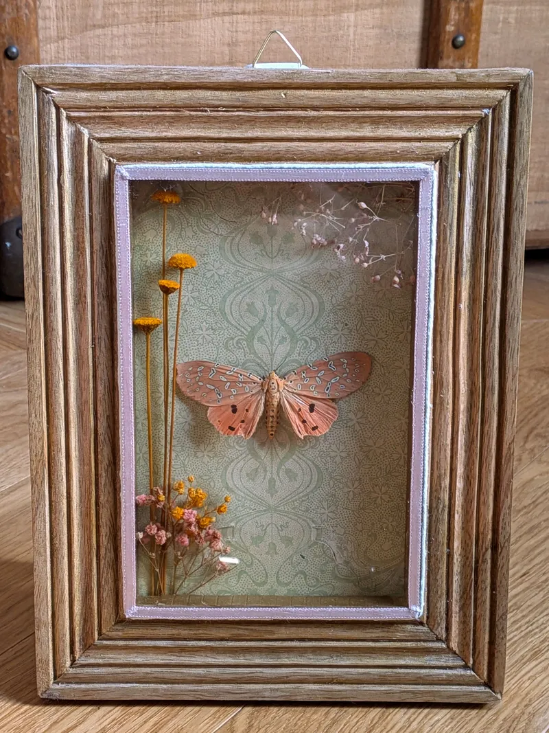 Papillon naturalisé sous cadre - Papillon tigré rose Argina Argus, décoration gothique faite main