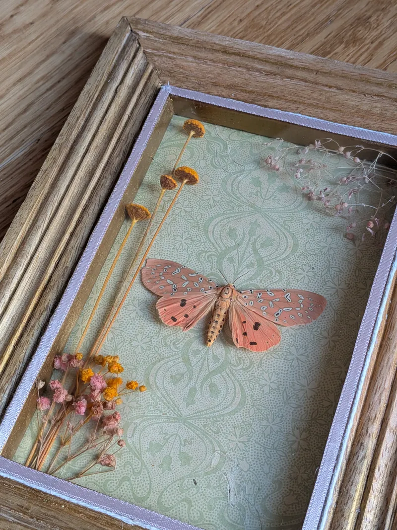 Papillon naturalisé sous cadre - Papillon tigré rose Argina Argus, décoration gothique faite main (2)
