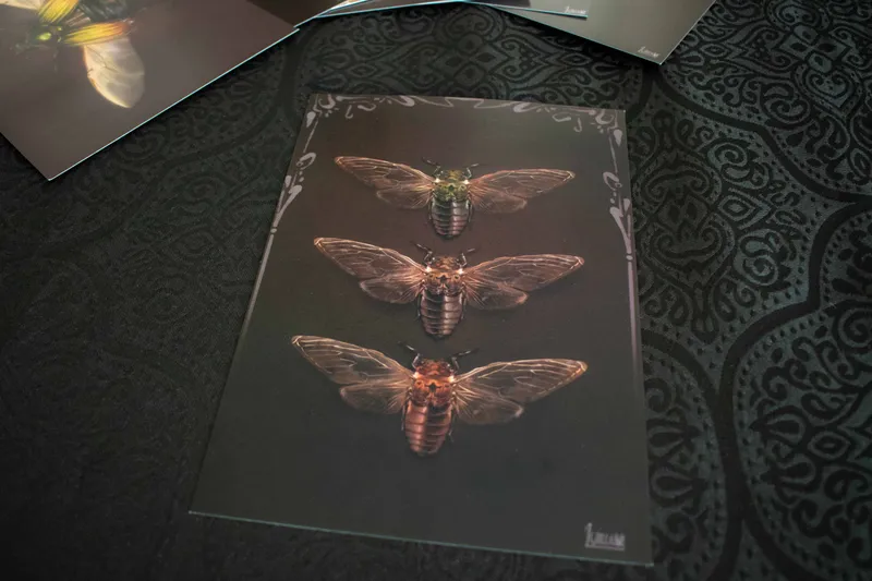 Illustration A5 - Cicadas