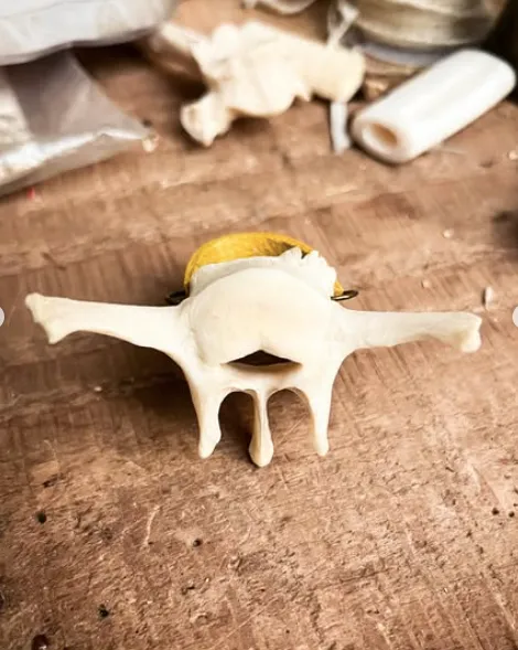 Vague cuir et vertebre — 2
